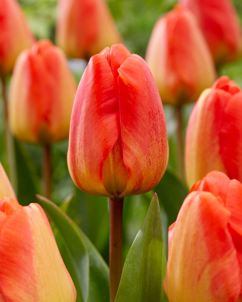 tulip 'Orange Queen'