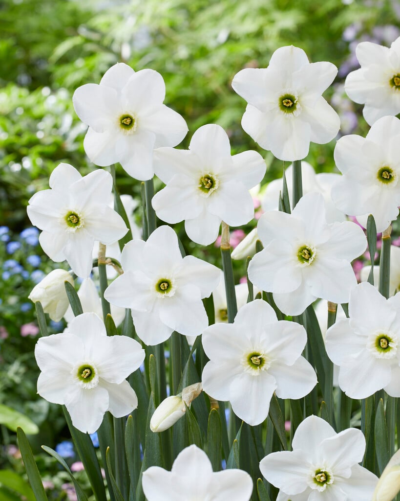 daffodil 'Dallas