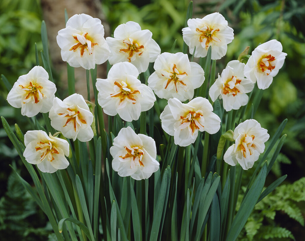 daffodil 'Broadway Star'
