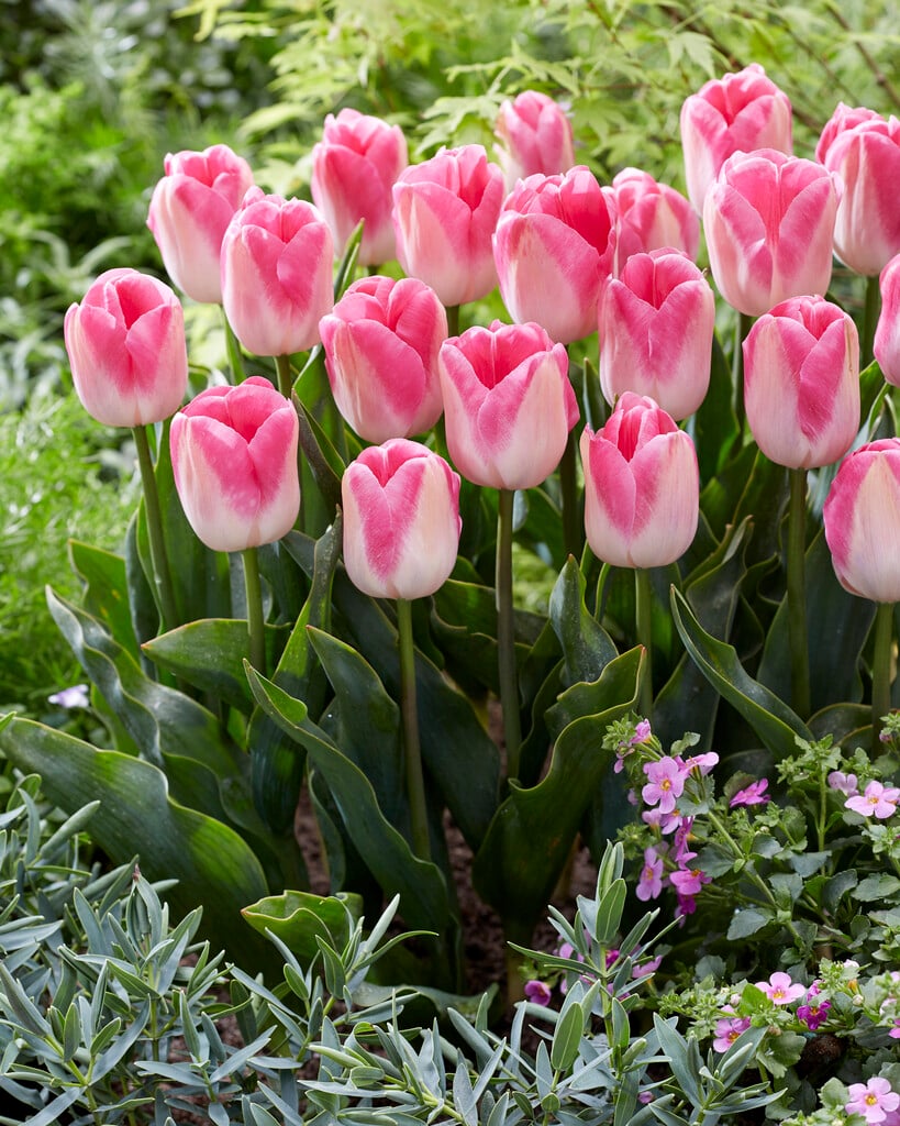 tulip 'Innuendo'
