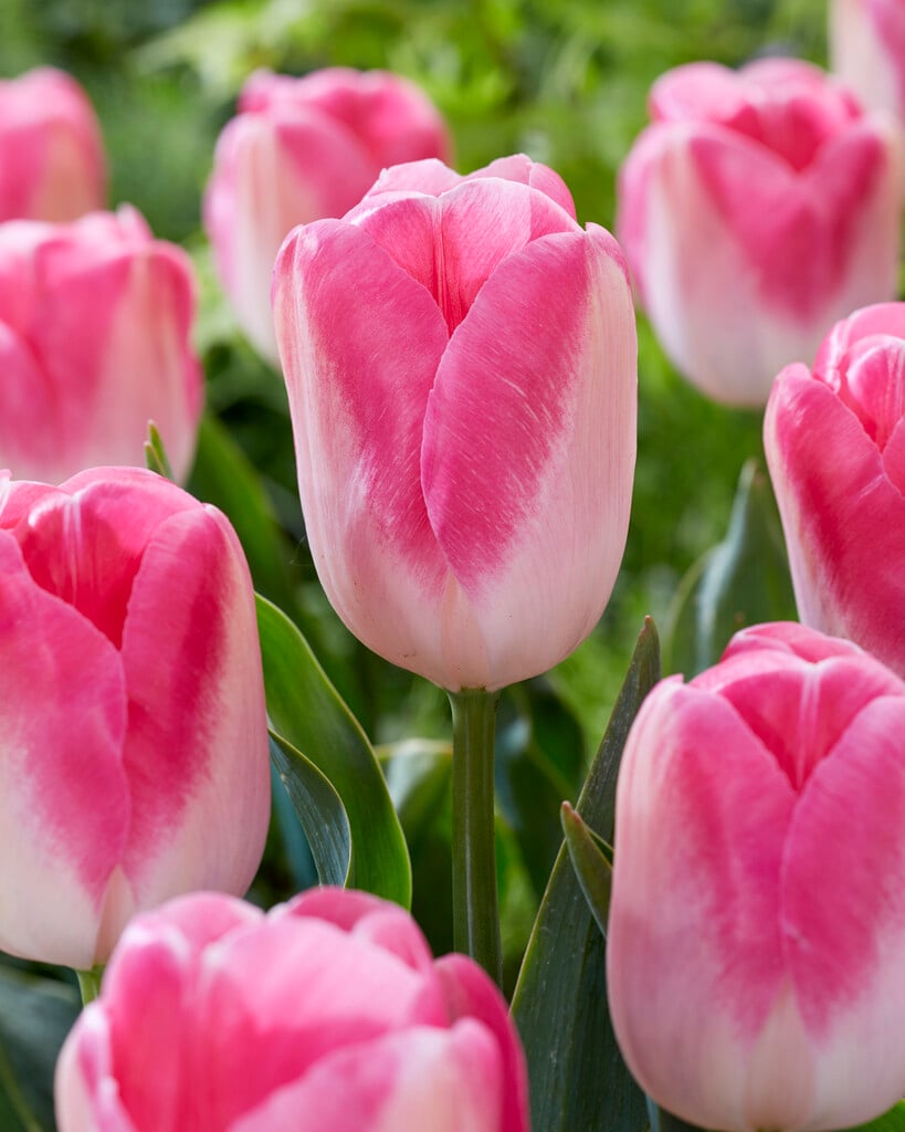 tulip 'Innuendo'