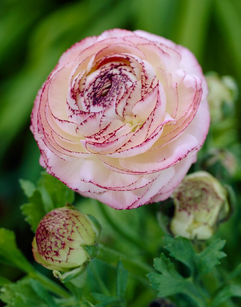 <i>Ranunculus</i> 'Picotee'