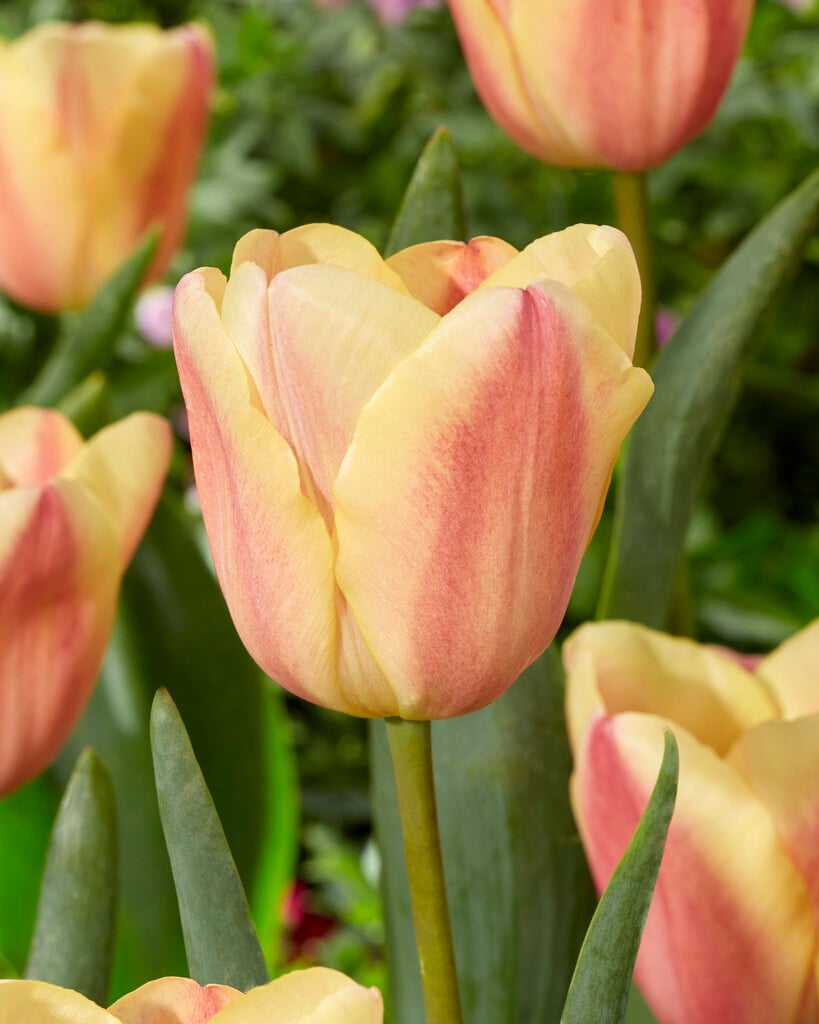 tulip 'Apricot Foxx'