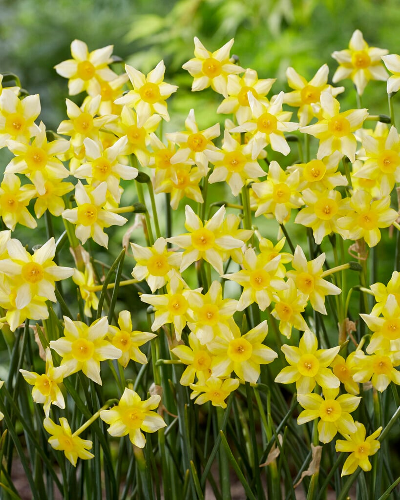 daffodil 'New-Baby'
