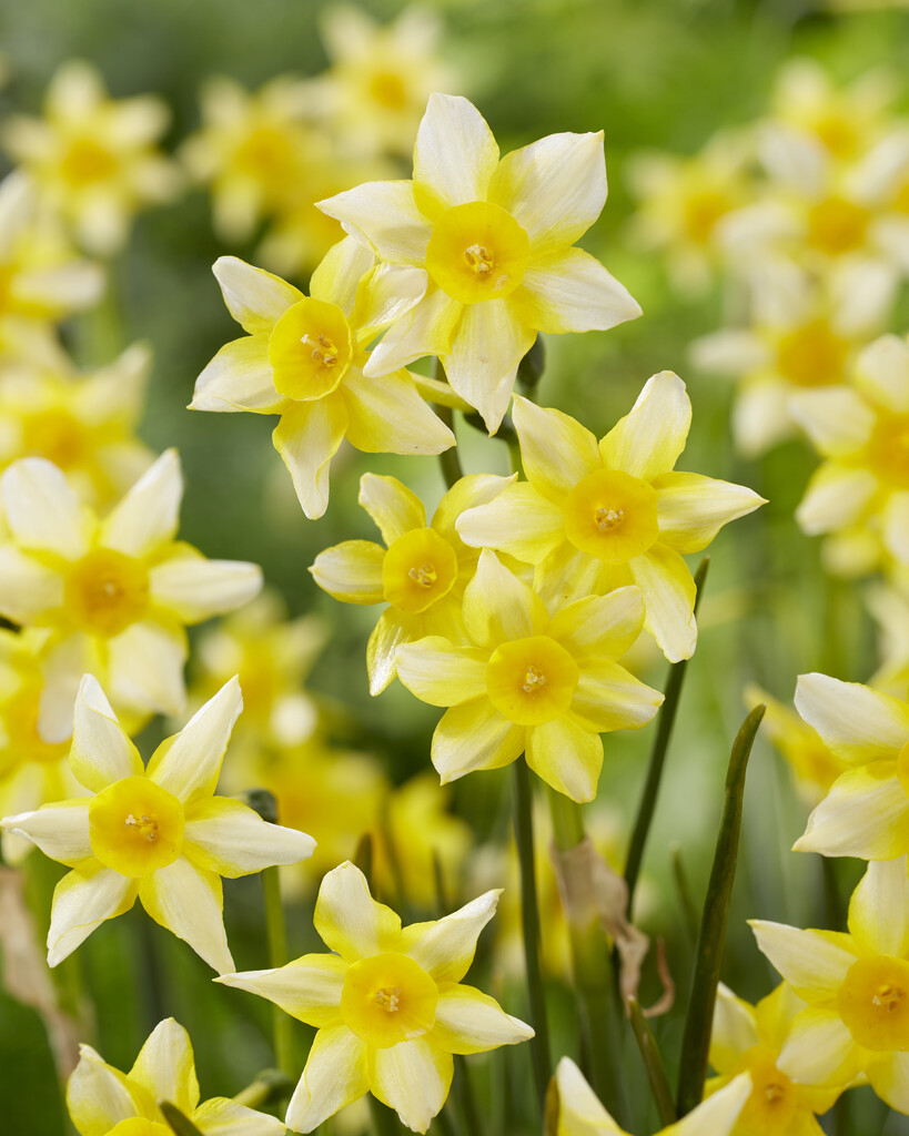 daffodil 'New-Baby'
