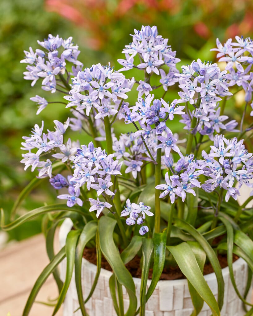 Mauritius bluebell