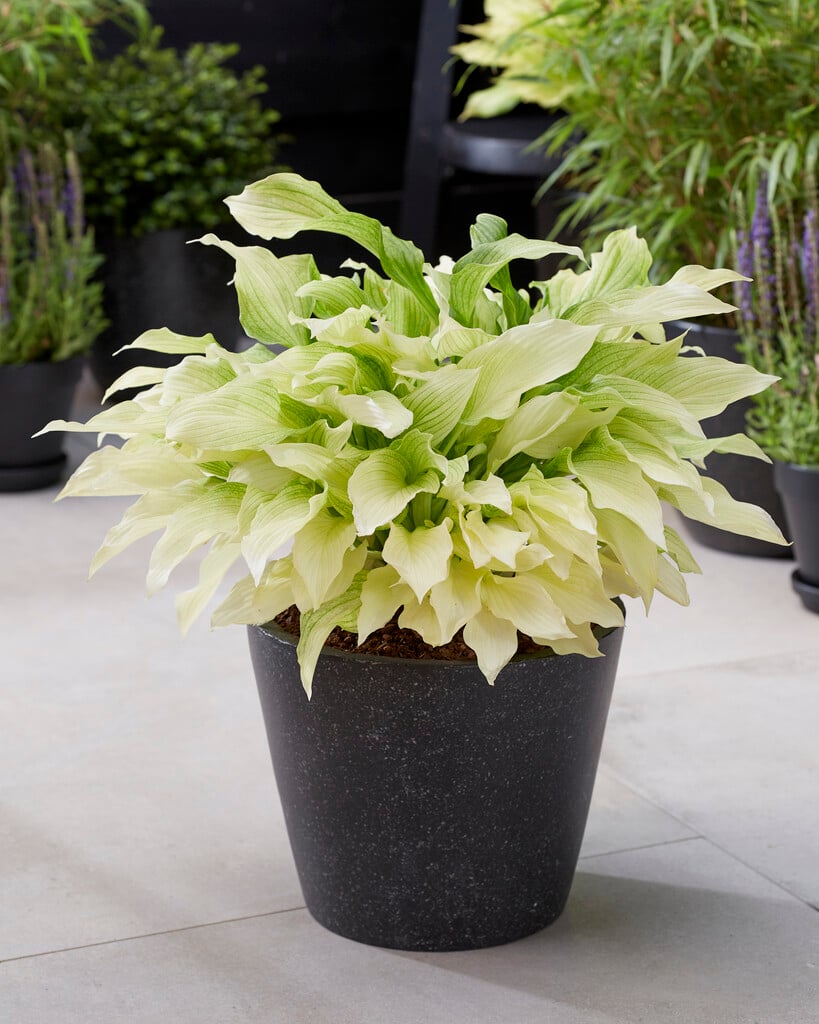 plantain lily 'White Feather'
