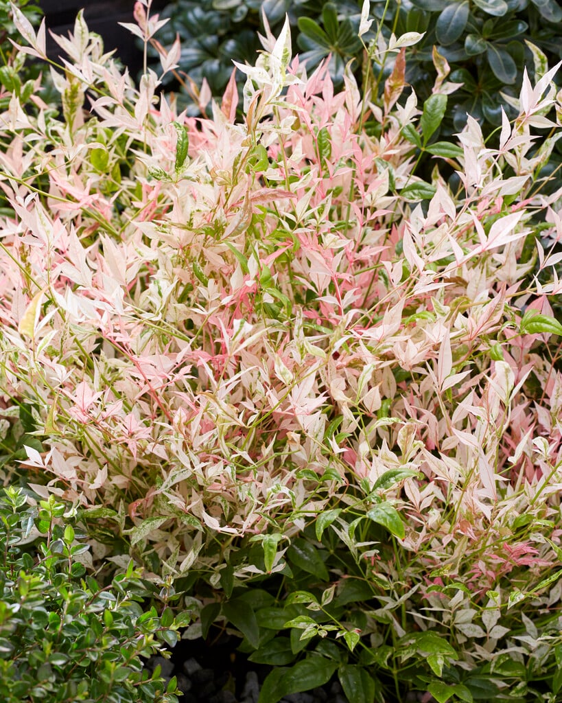 heavenly bamboo 'Twilight'