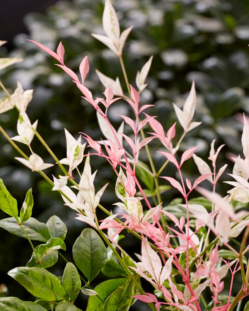 heavenly bamboo 'Twilight'