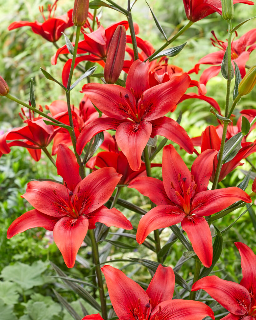 lily 'Red Sensation'