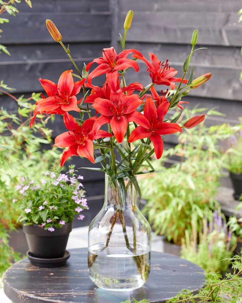 lily 'Red Sensation'