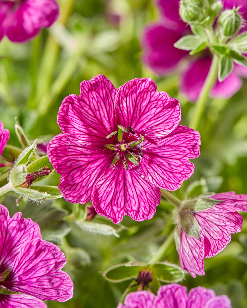 cranesbill [Jolly Jewel Raspberry]