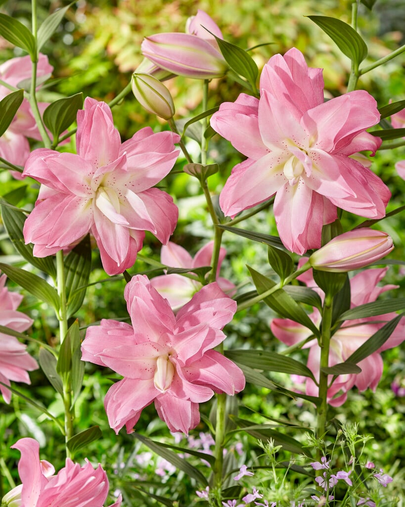 lily 'Lotus Breeze'