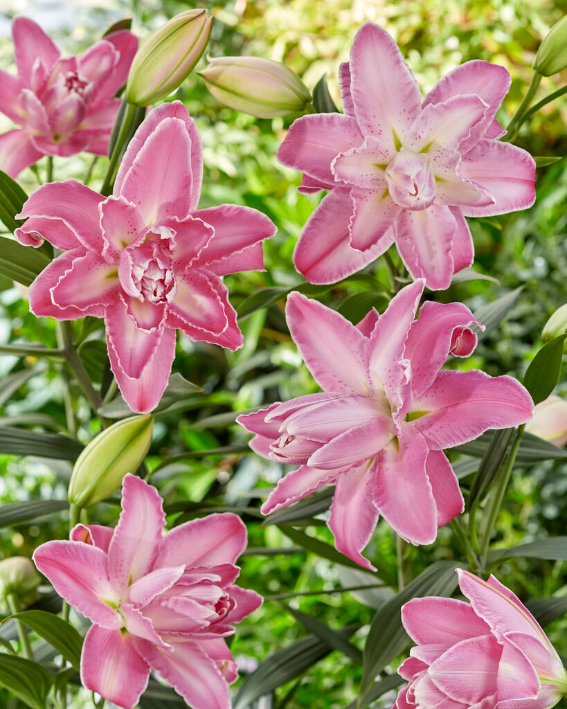 lily 'Lotus Wonder'