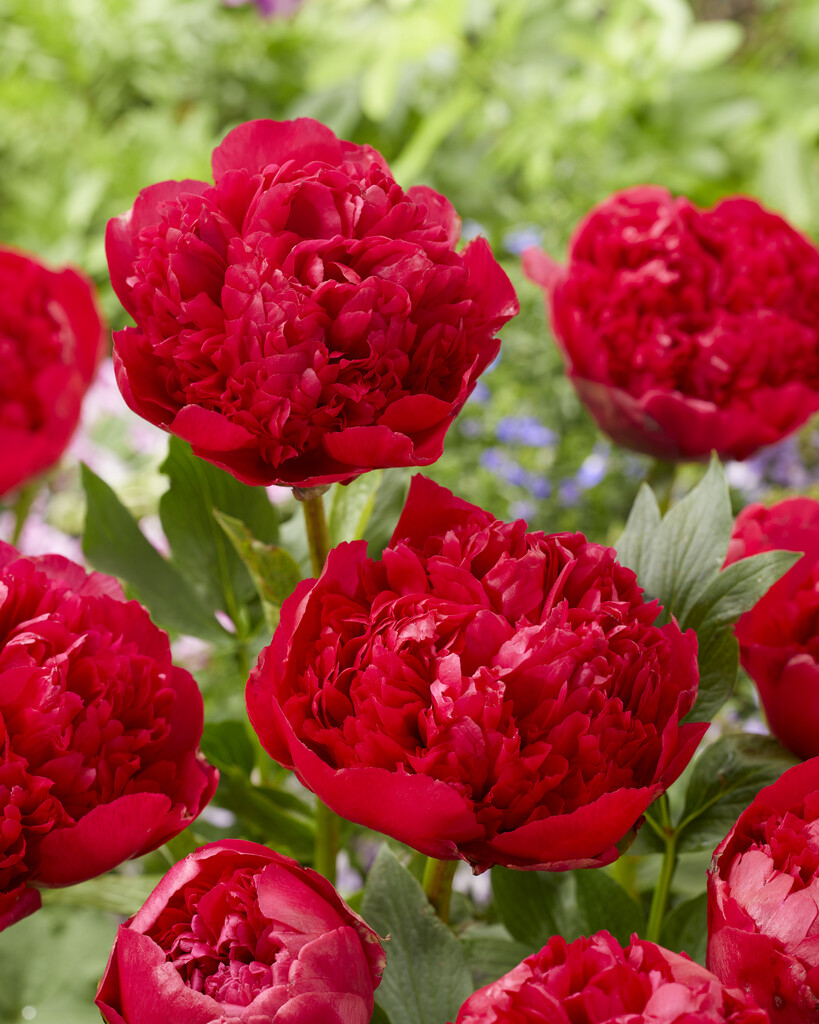 peony 'Command Performance'