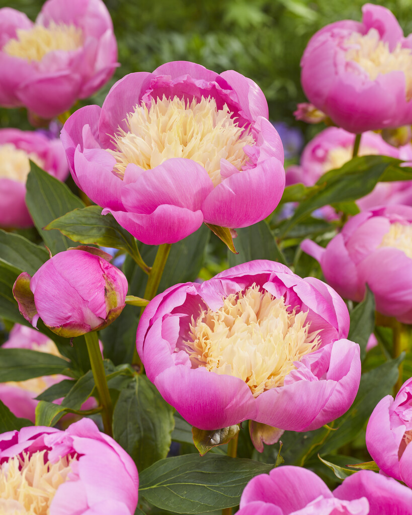 peony 'Bowl of Beauty'