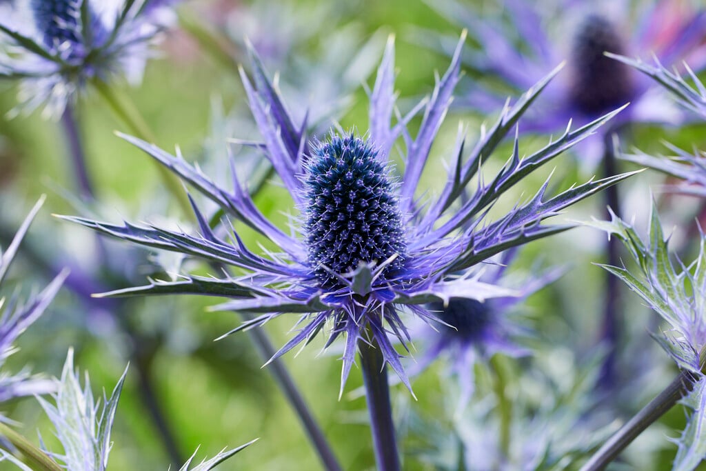 eryngo 'Jos Eijking'