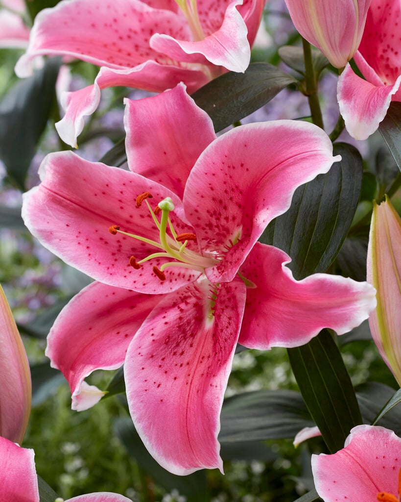 lily 'Pink Zsar'