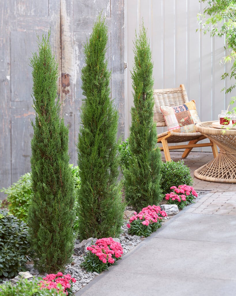 Italian cypress Stricta Group