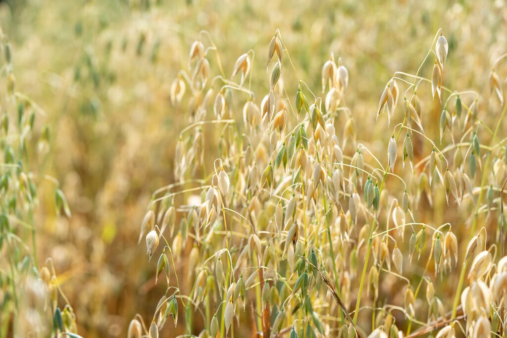 oat