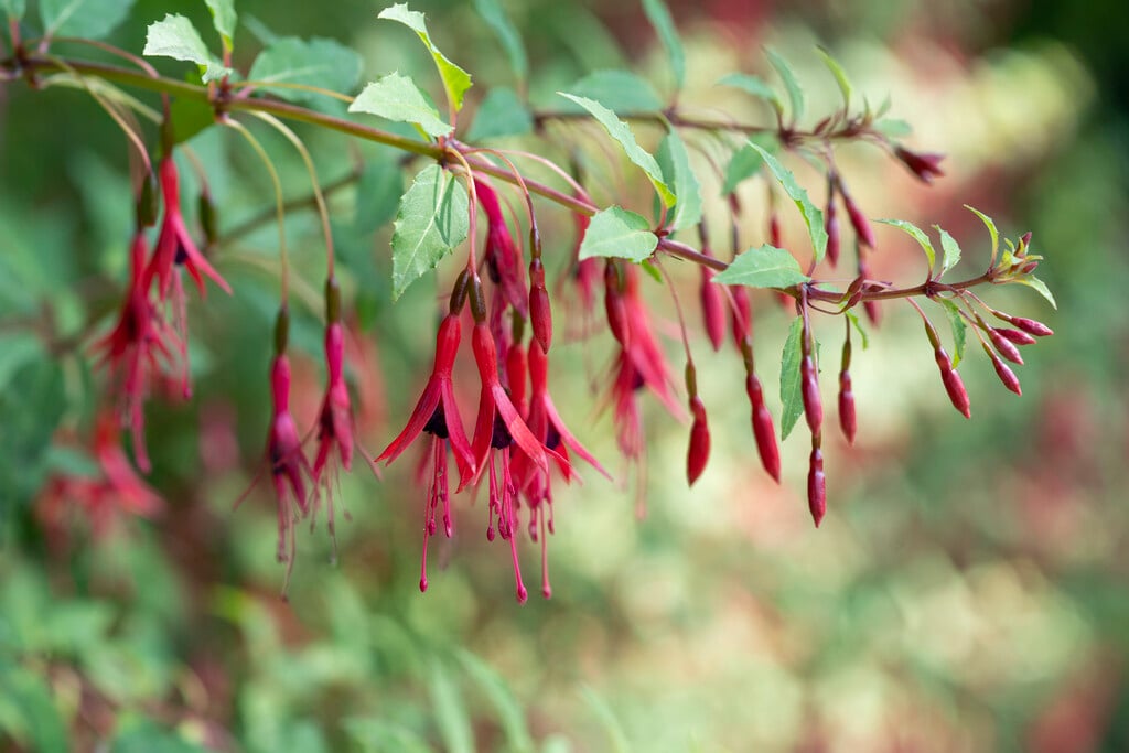 conical fuchsia