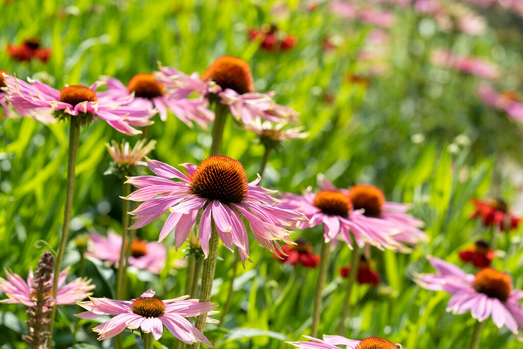 purple coneflower