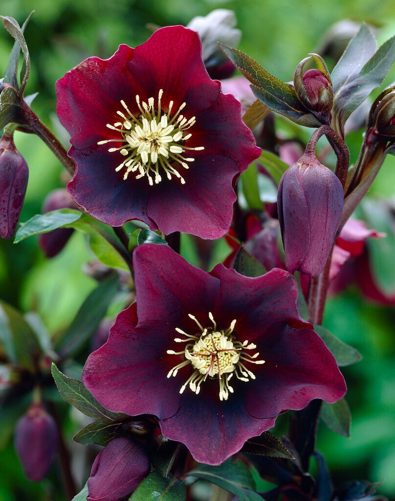 hellebore 'Blue Lady'