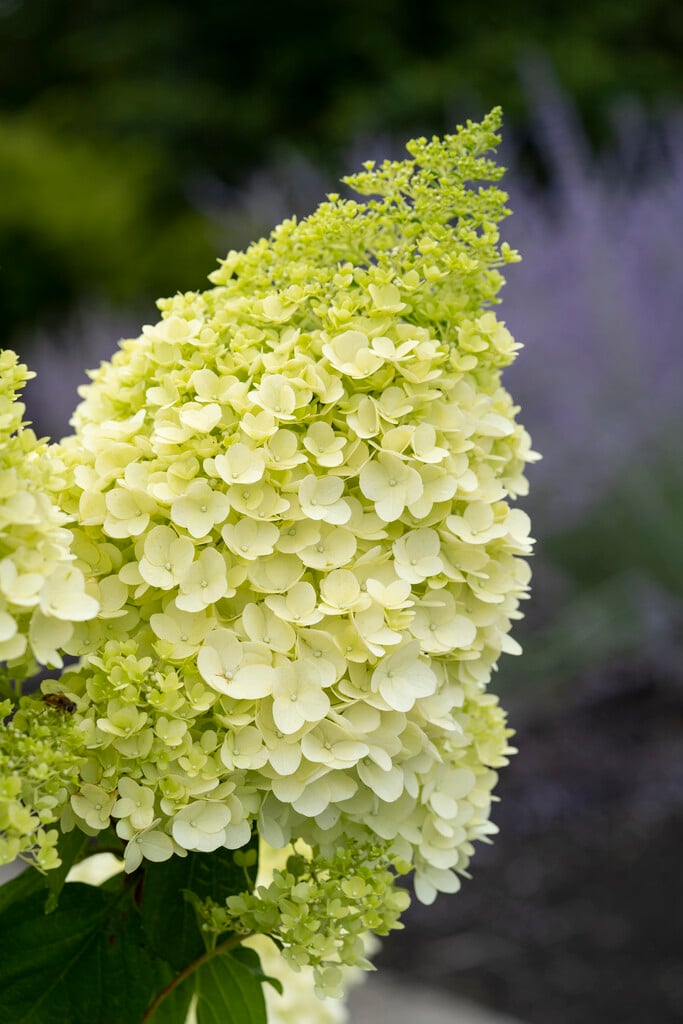 panicled hydrangea [Magical Moonlight]