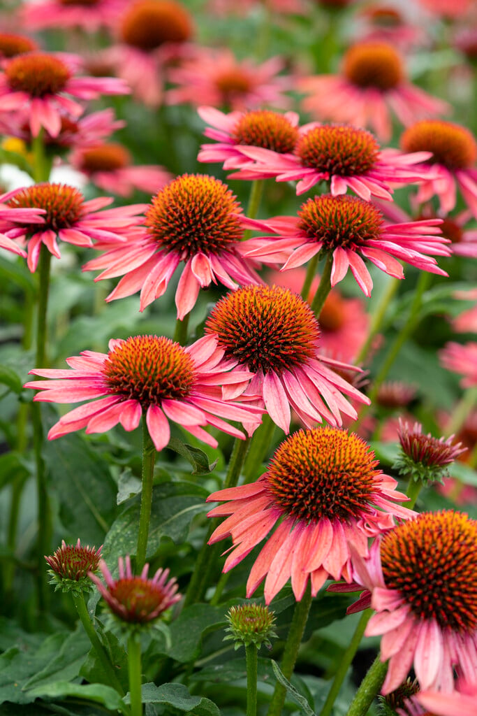 coneflower [Mooodz Satisfy]