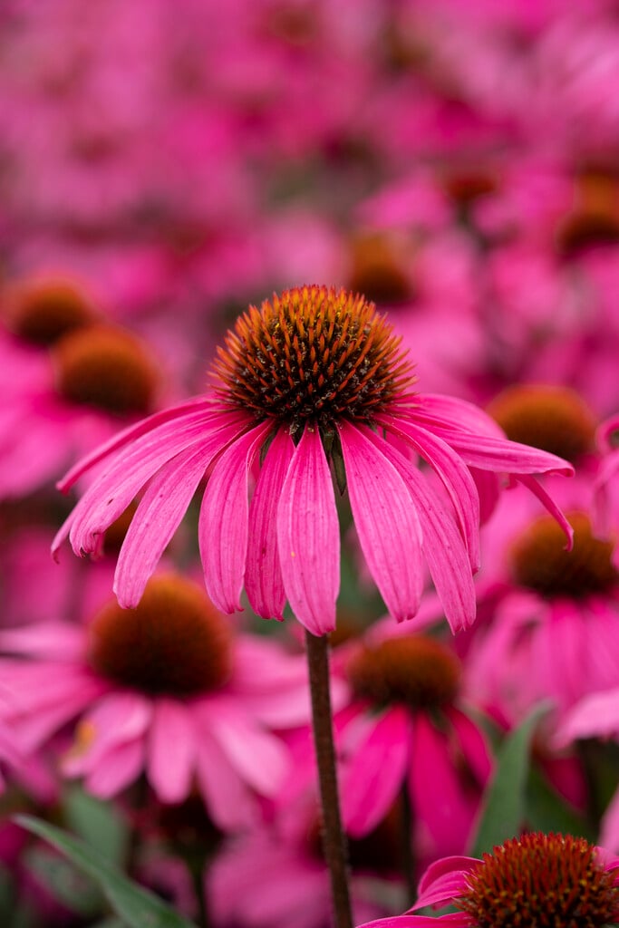 coneflower [Mooodz Awake]