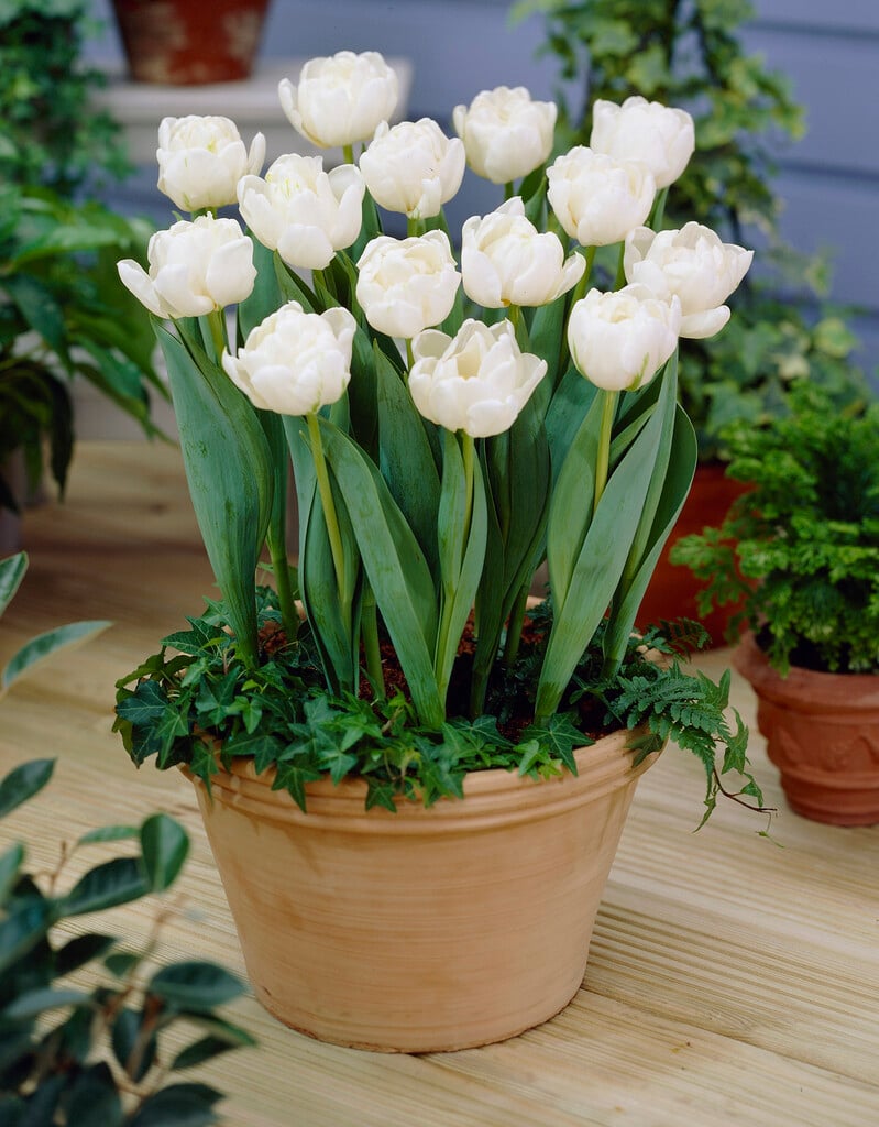 tulip 'Evita'