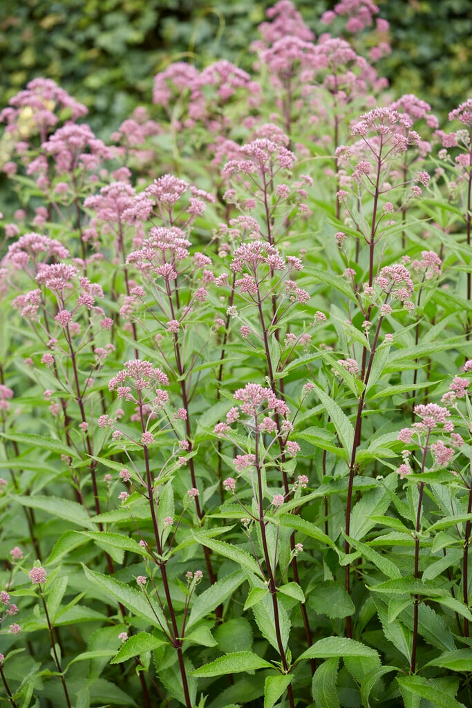 Joe Pye weed
