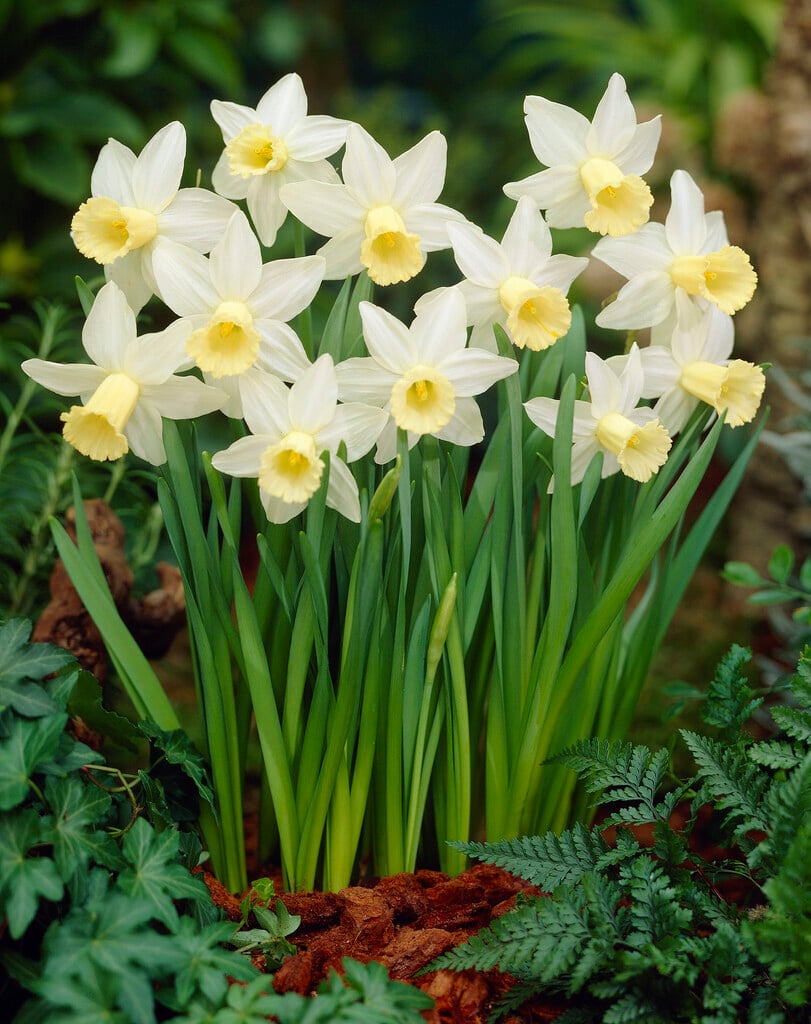 daffodil 'Toby the First'