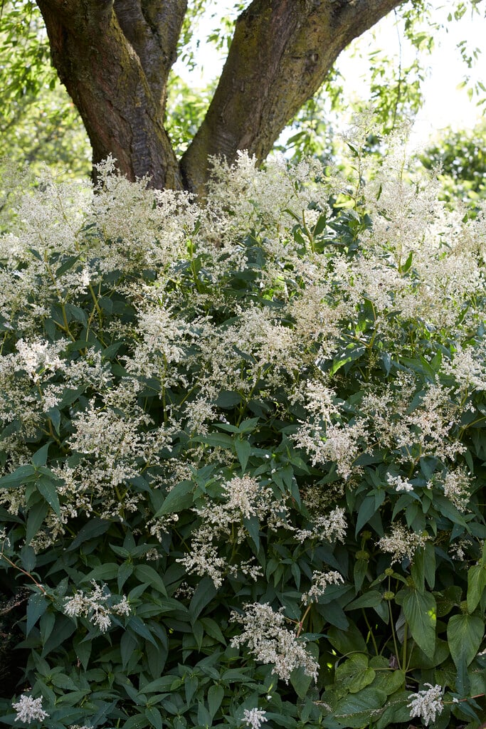goat's beard 'Johannifest'