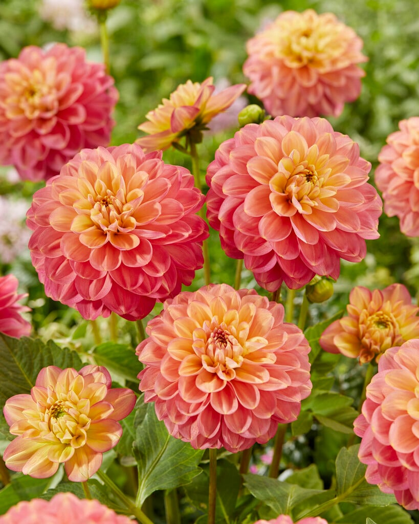 dahlia 'Milena F'