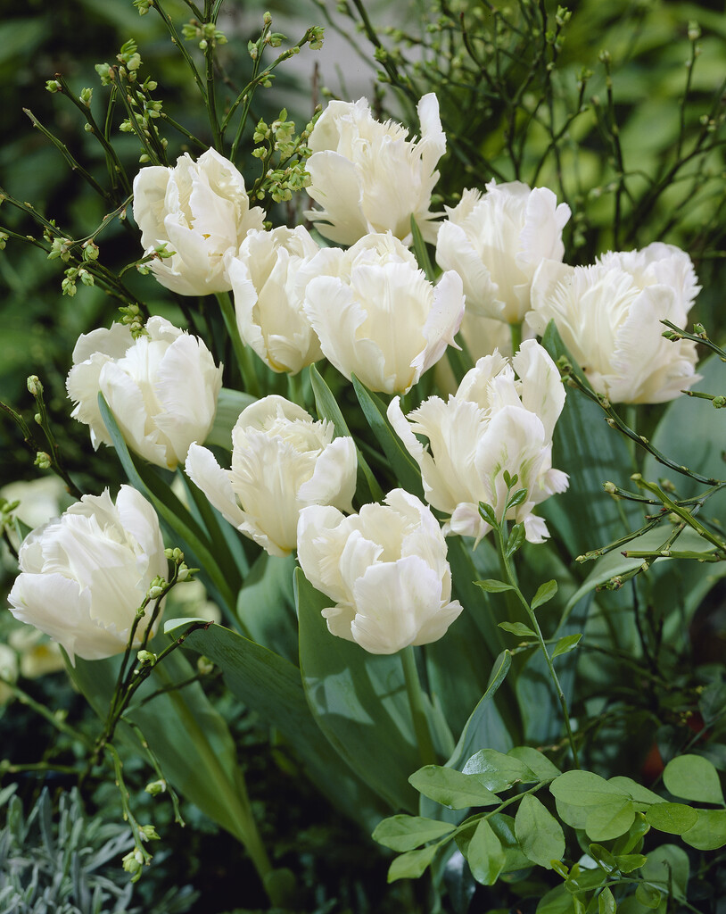 tulip 'Snow Parrot'