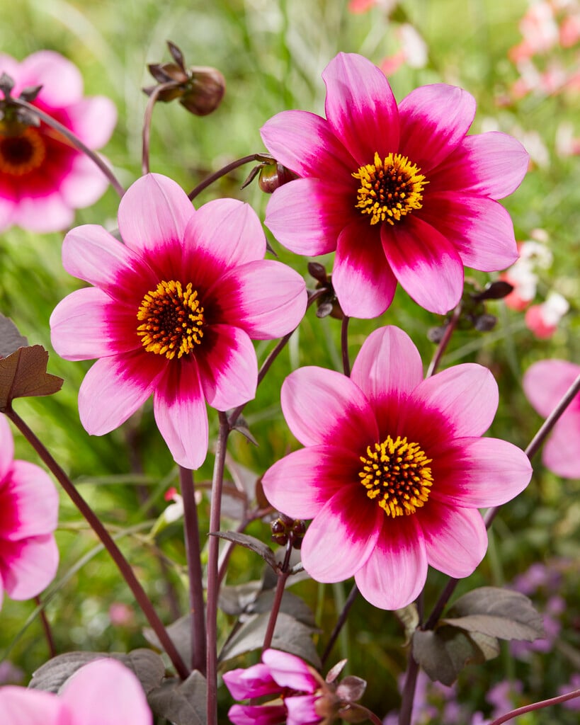 dahlia 'Wishes n Dreams'