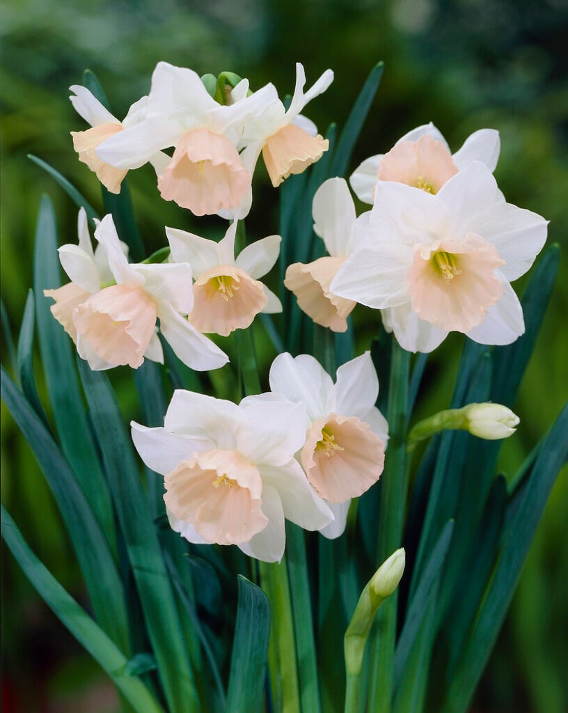 daffodil 'Katie Heath'