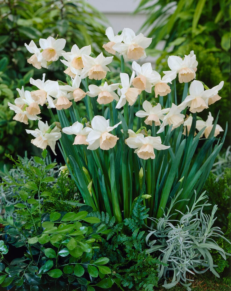 daffodil 'Katie Heath'