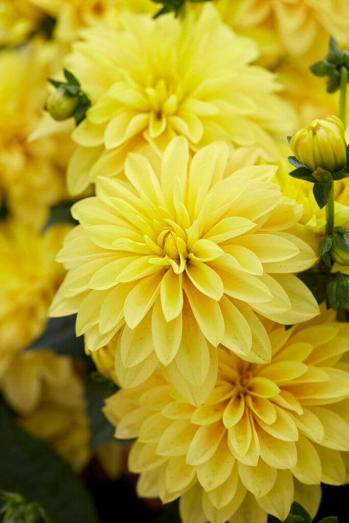 dahlia 'Gallery Cézanne'