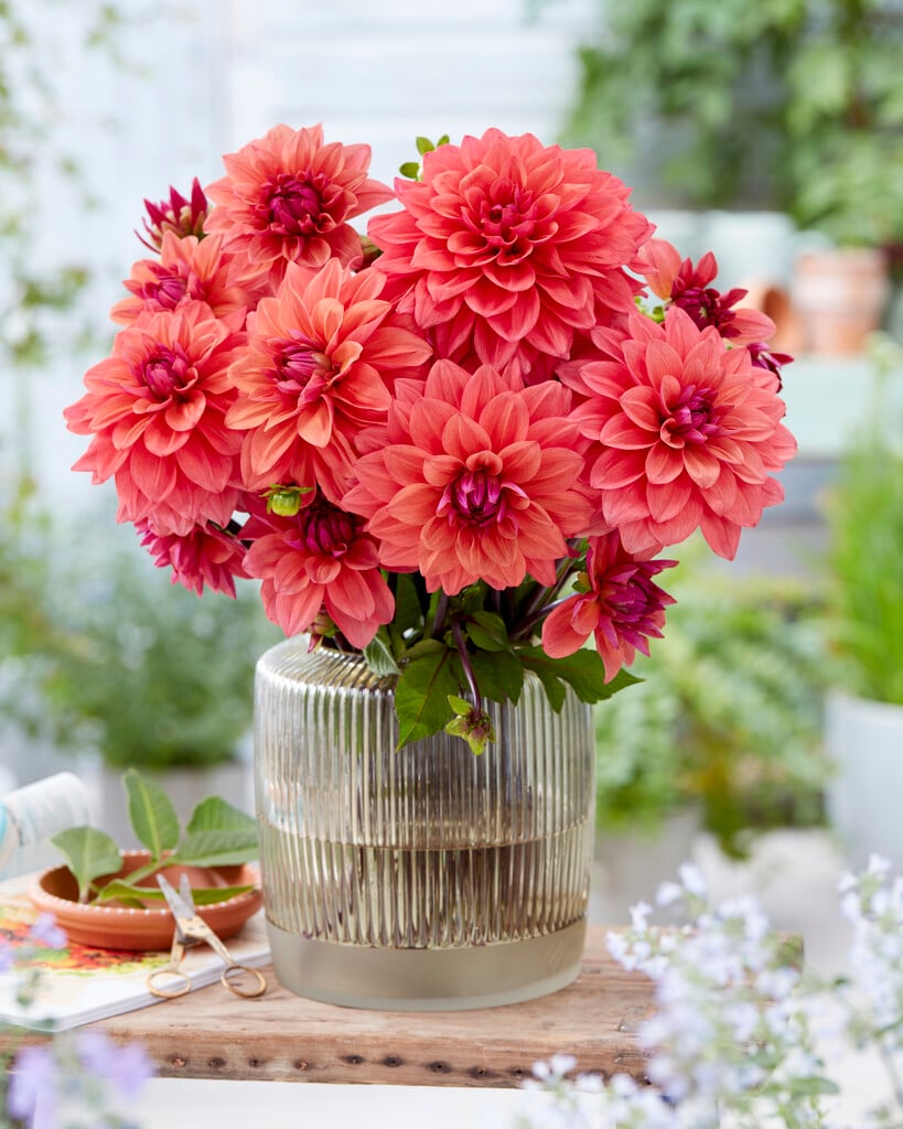 dahlia 'American Dawn'