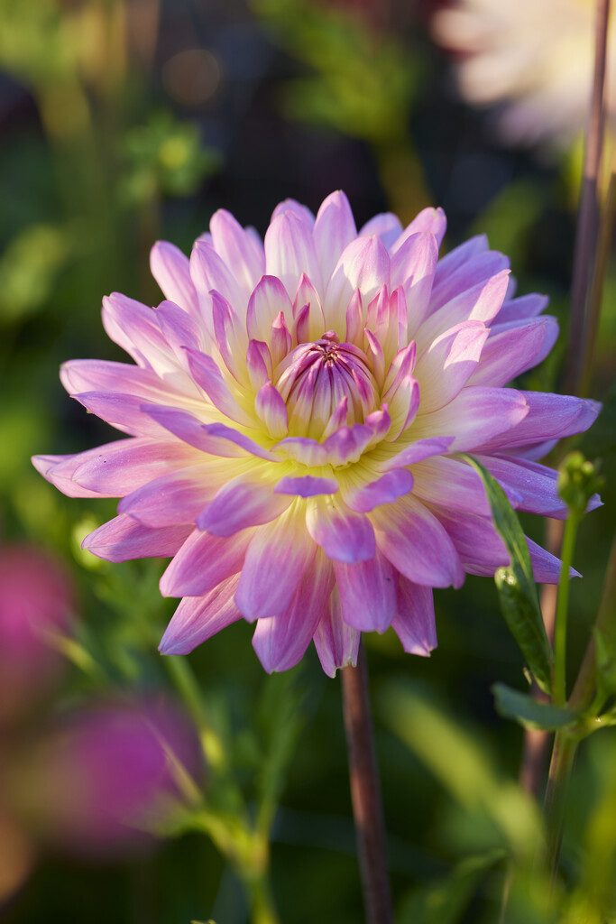 dahlia 'Sagitta'