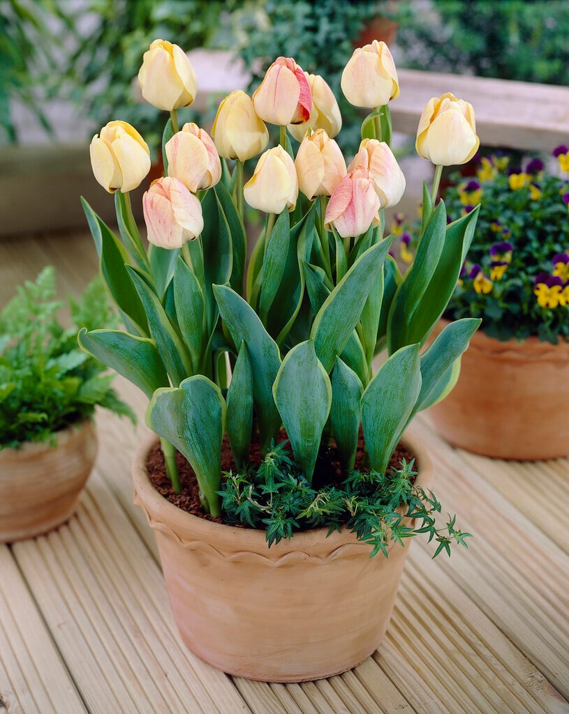 tulip 'Silverstream'