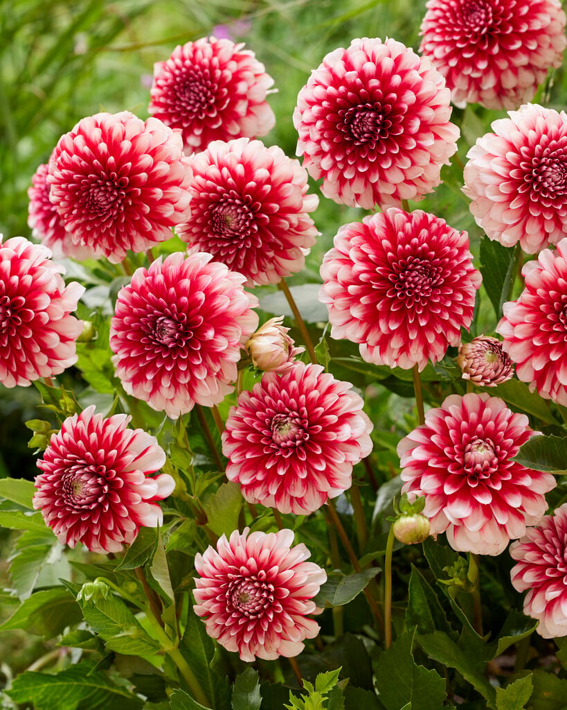 <i>Dahlia</i> 'Musette' (D)