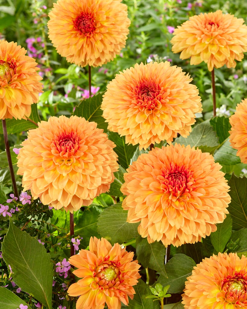 <i>Dahlia</i> 'Orange Impact' (Fim)