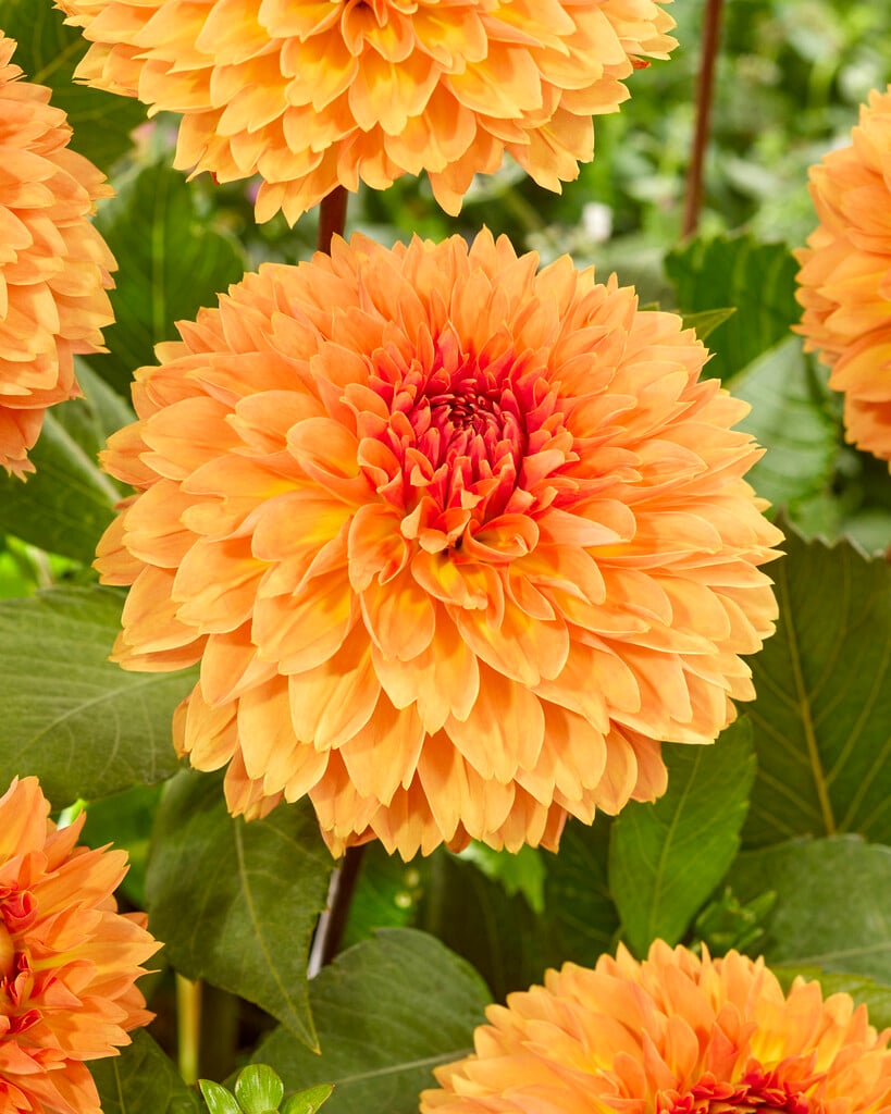 <i>Dahlia</i> 'Orange Impact' (Fim)