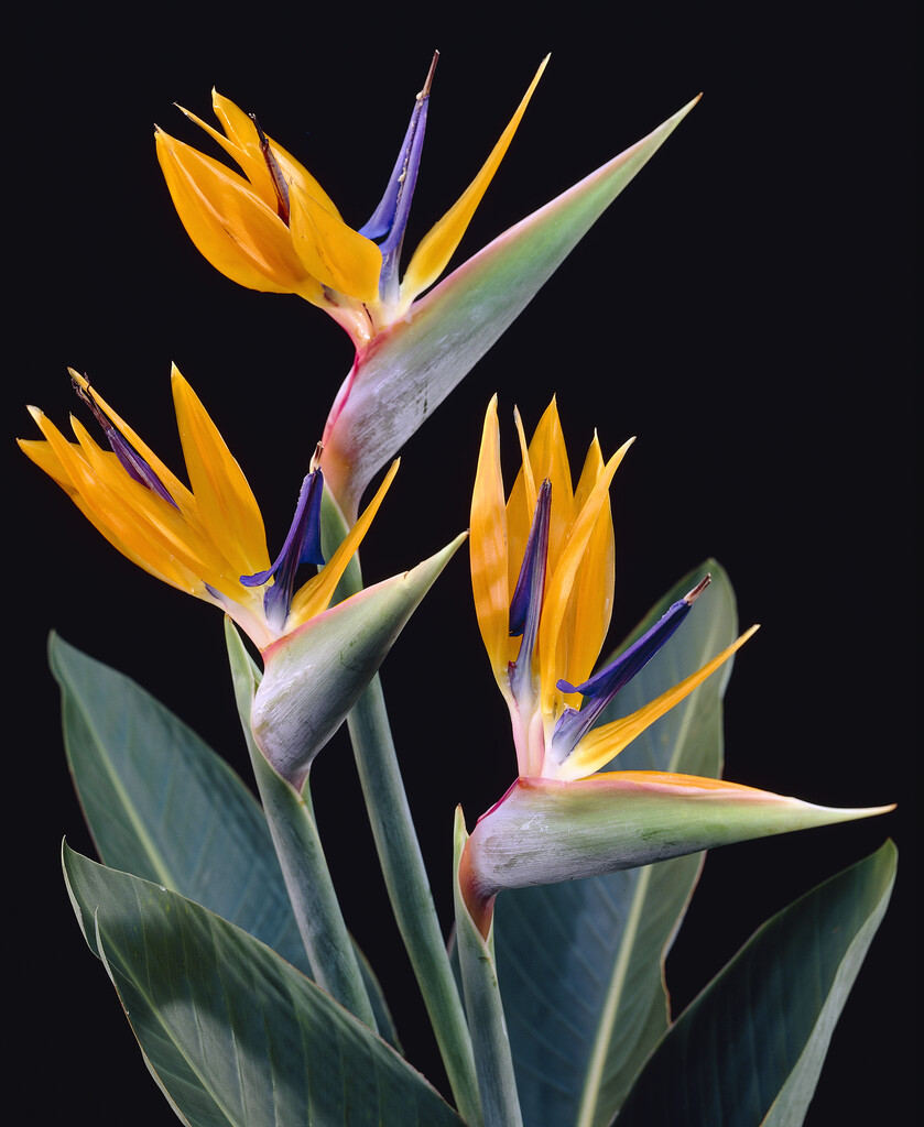 Strelitzia reginae | bird of paradise Conservatory Greenhouse/RHS Gardening