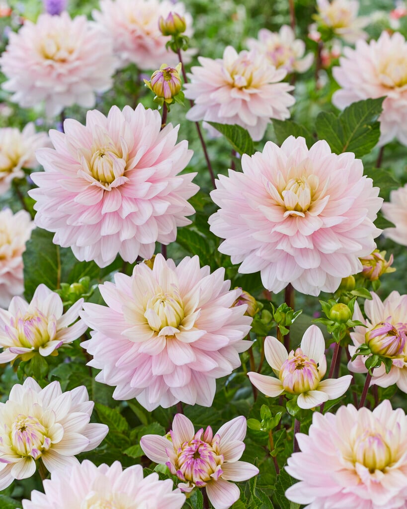 <i>Dahlia</i> 'Lady Kate' (D)