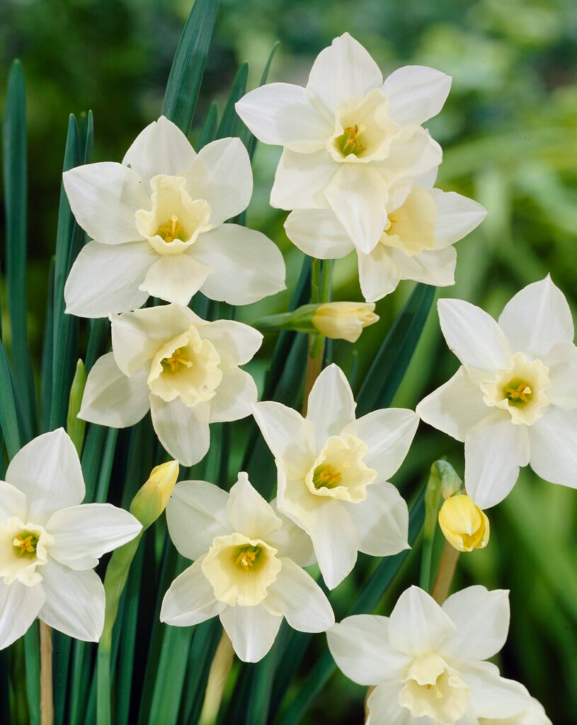 daffodil 'Pueblo'