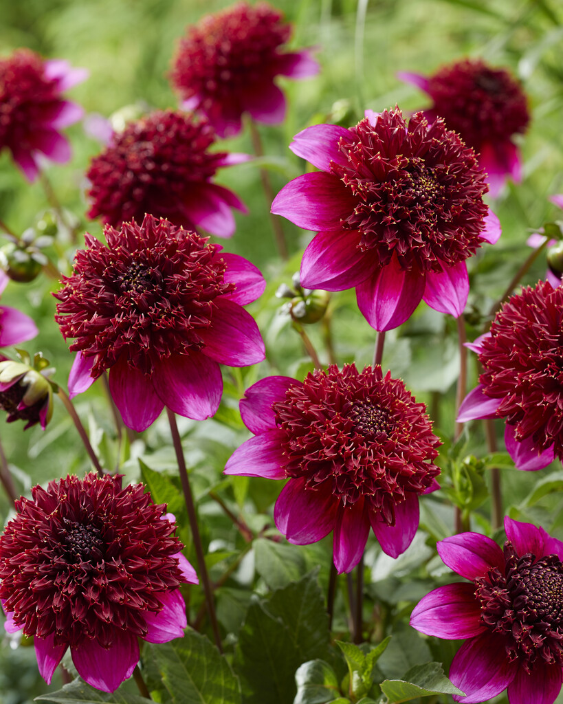 <i>Dahlia</i> 'The Phantom' (Anem)